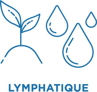 Lymphatique