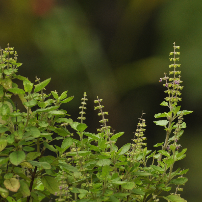 Basilic-tulsi.png