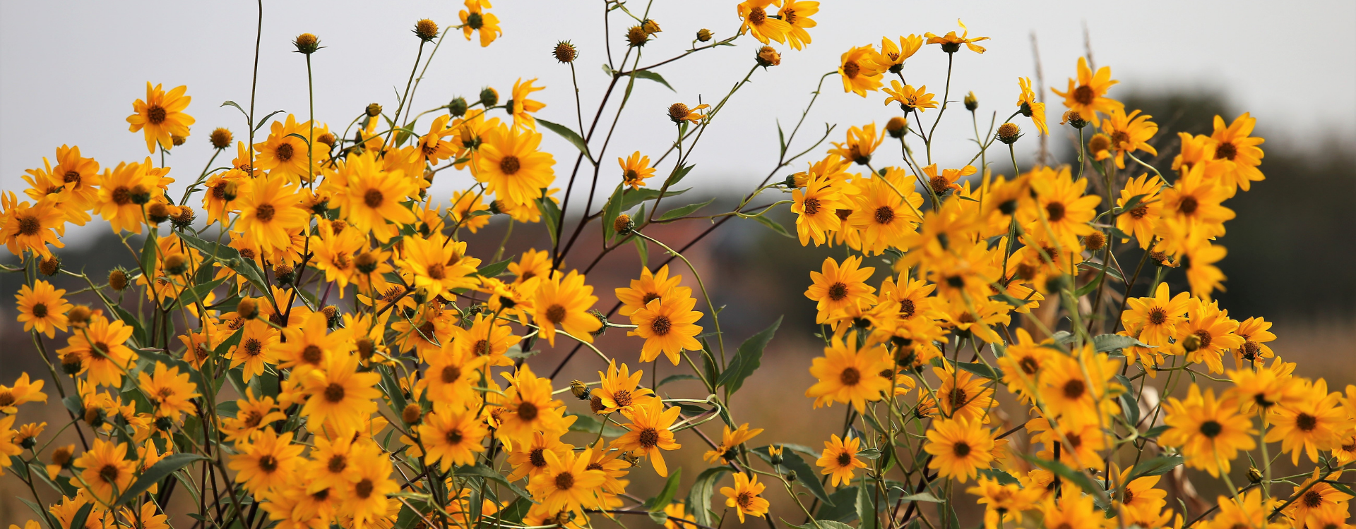 Utilisations et bienfaits de l'arnica