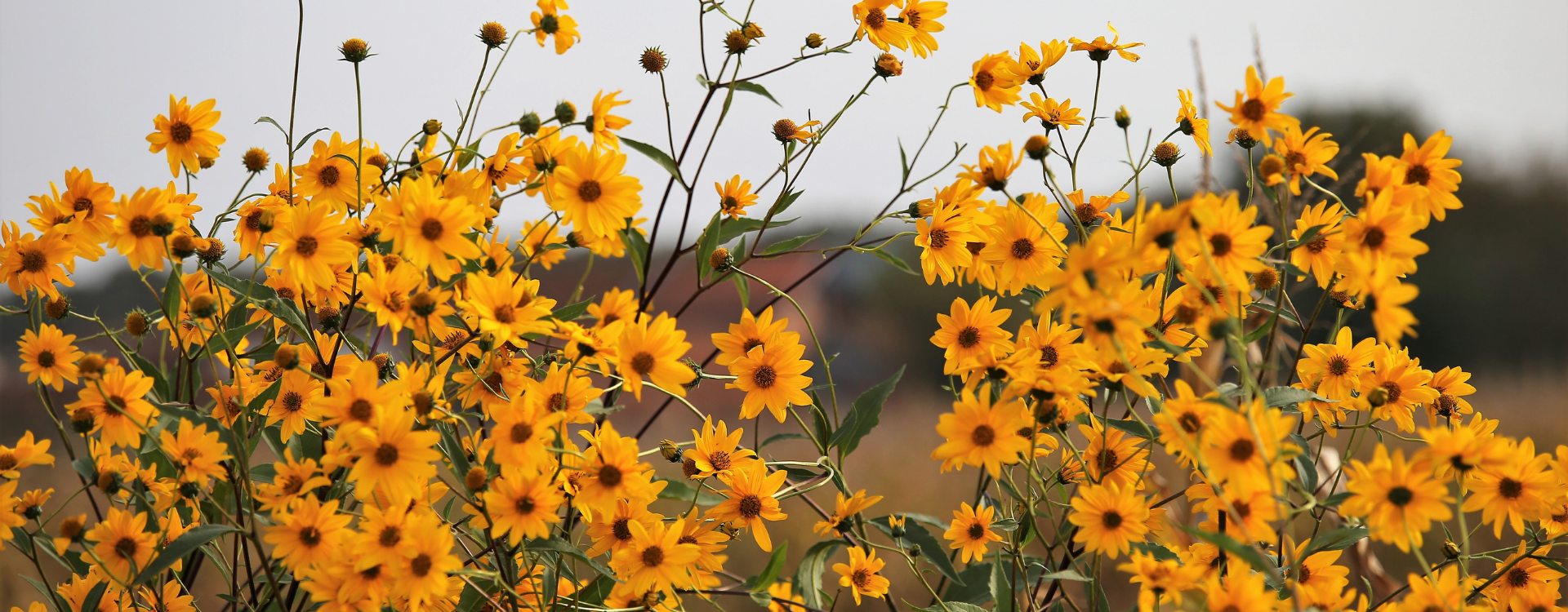 Huile végétale d'Arnica Bio - Herbes & Traditions