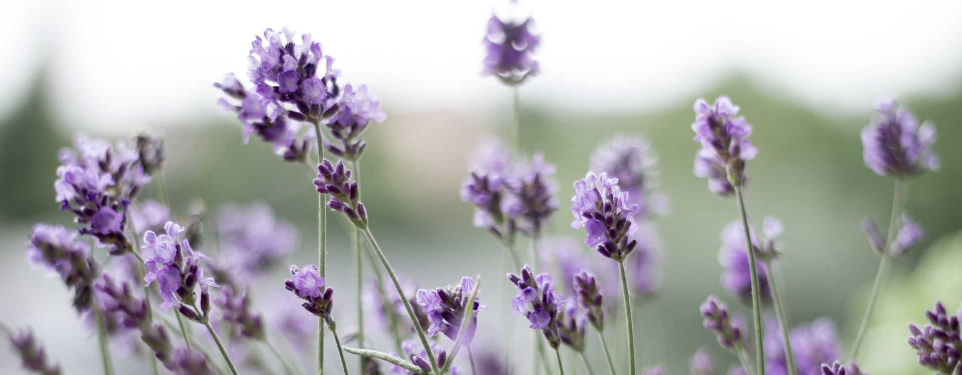 Sachet parfumé Fleurs de Lavandin Lavande