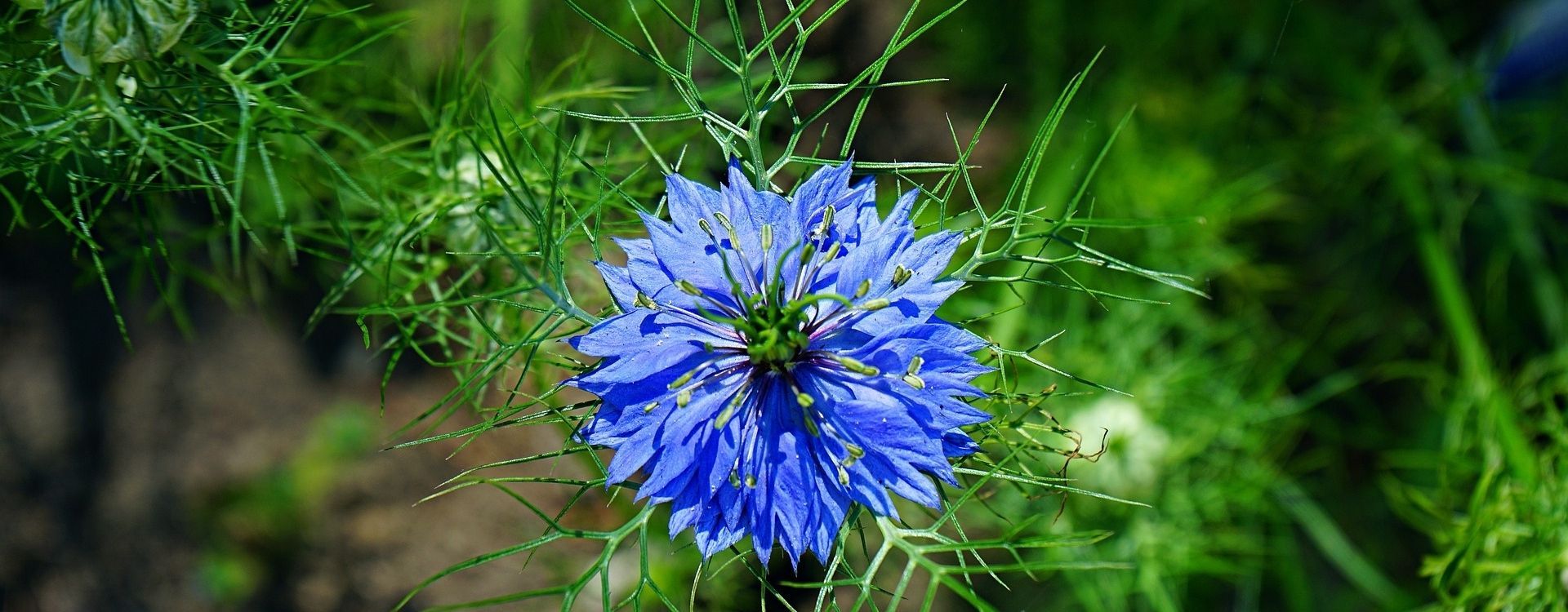 Les propriétés de l'huile végétale de Nigelle