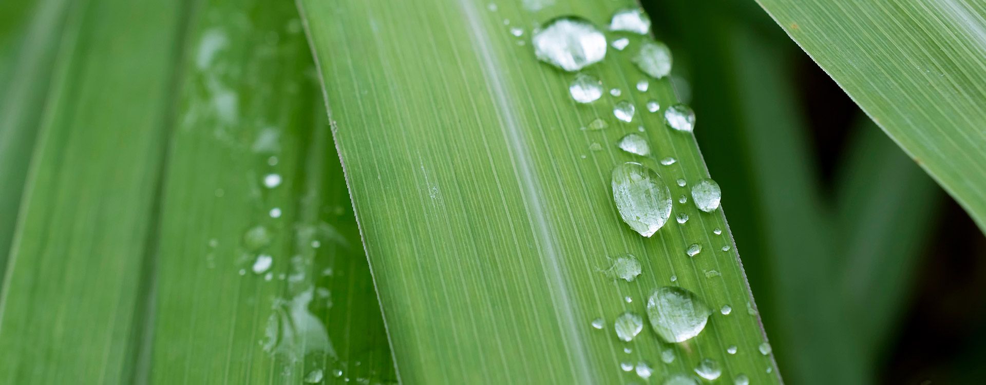Citronnelle de Java, citronnelle de Ceylan, Lemongrass : quelles différences ? Comment les utiliser en aromathérapie ?
