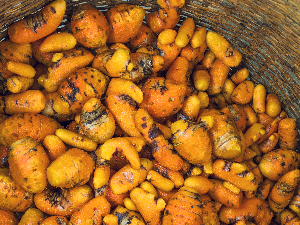 Nos producteurs à Madagascar : l’huile essentielle de Curcuma Bio FFL