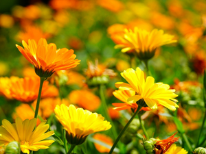 Les propriétés de l'huile végétale de Calendula