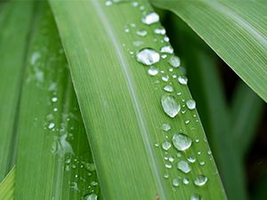 Citronnelle de Java, citronnelle de Ceylan, Lemongrass : quelles différences ? Comment les utiliser en aromathérapie ?