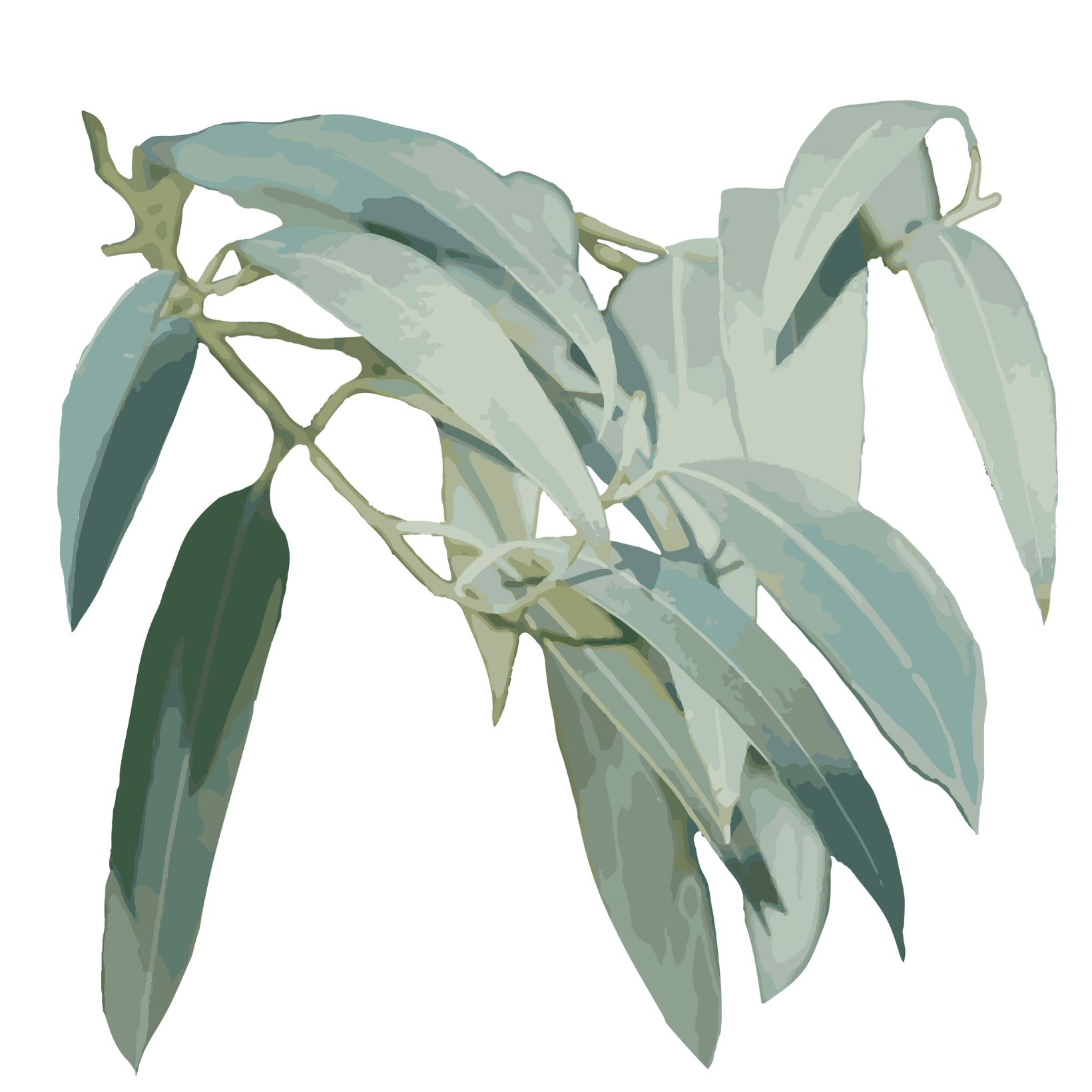 Eucalyptus radié