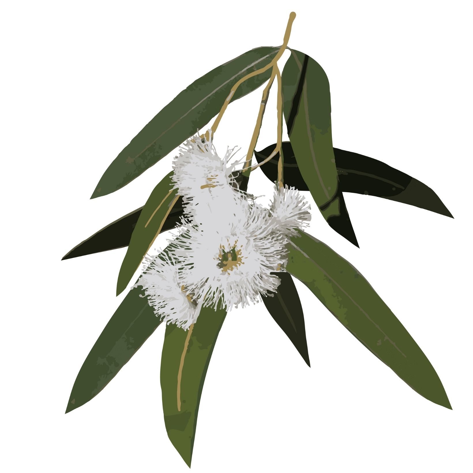 Eucalyptus globuleux