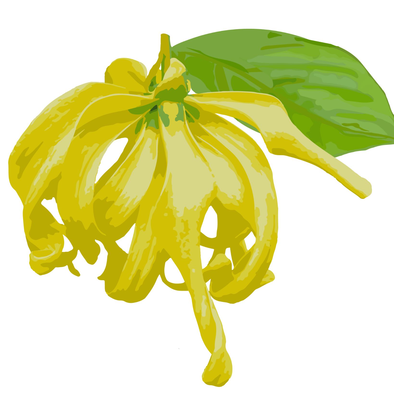 Ylang-ylang